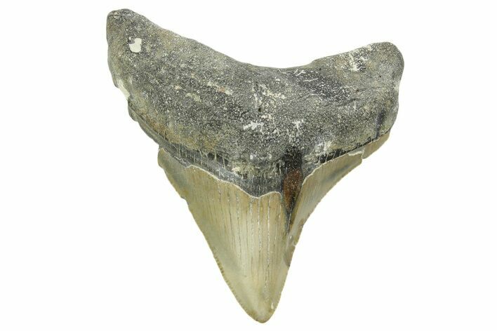 Serrated, Posterior Megalodon Tooth - North Carolina #377040
